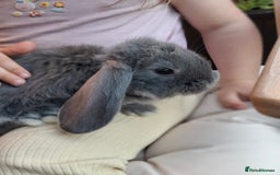 French Lop rabbits for sale: Pure bred french lop babies - Image 8