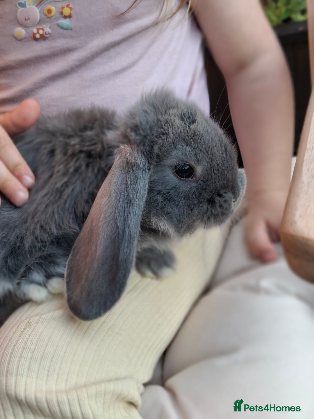 French Lop rabbits for sale: Pure bred french lop babies - Image 8