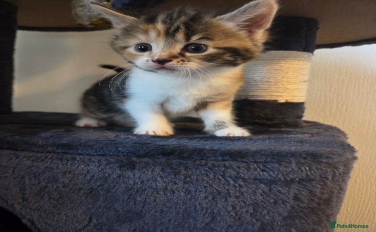 Mixed Breed cats - Advert 3