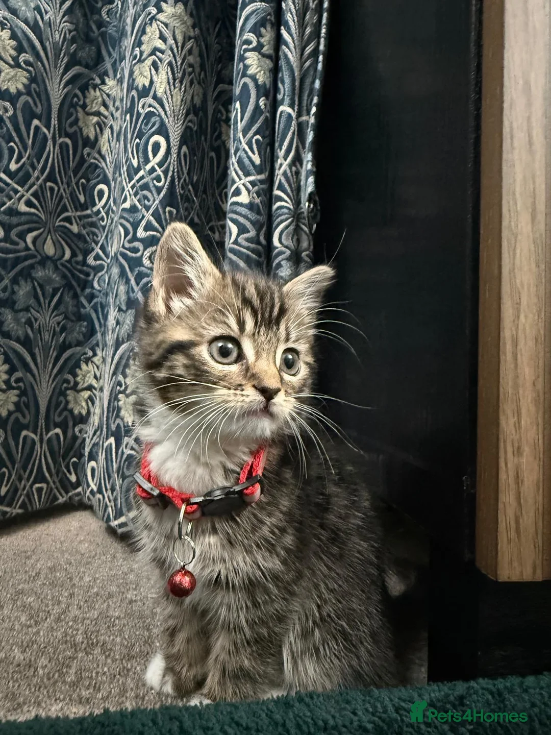 Mixed Breed cats for sale: Mixed Breed Kitten - Advert 1