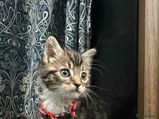 Mixed Breed cats Mixed Breed Kitten - Advert 10