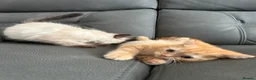 Mixed Breed cats for sale: Persian cross Birman Cat  in Doncaster - Advert 8