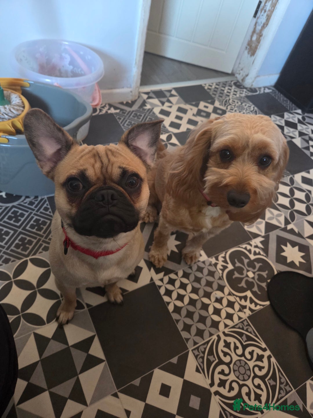 Mixed Breed dogs for sale: Mix breed puppies - Advert 3