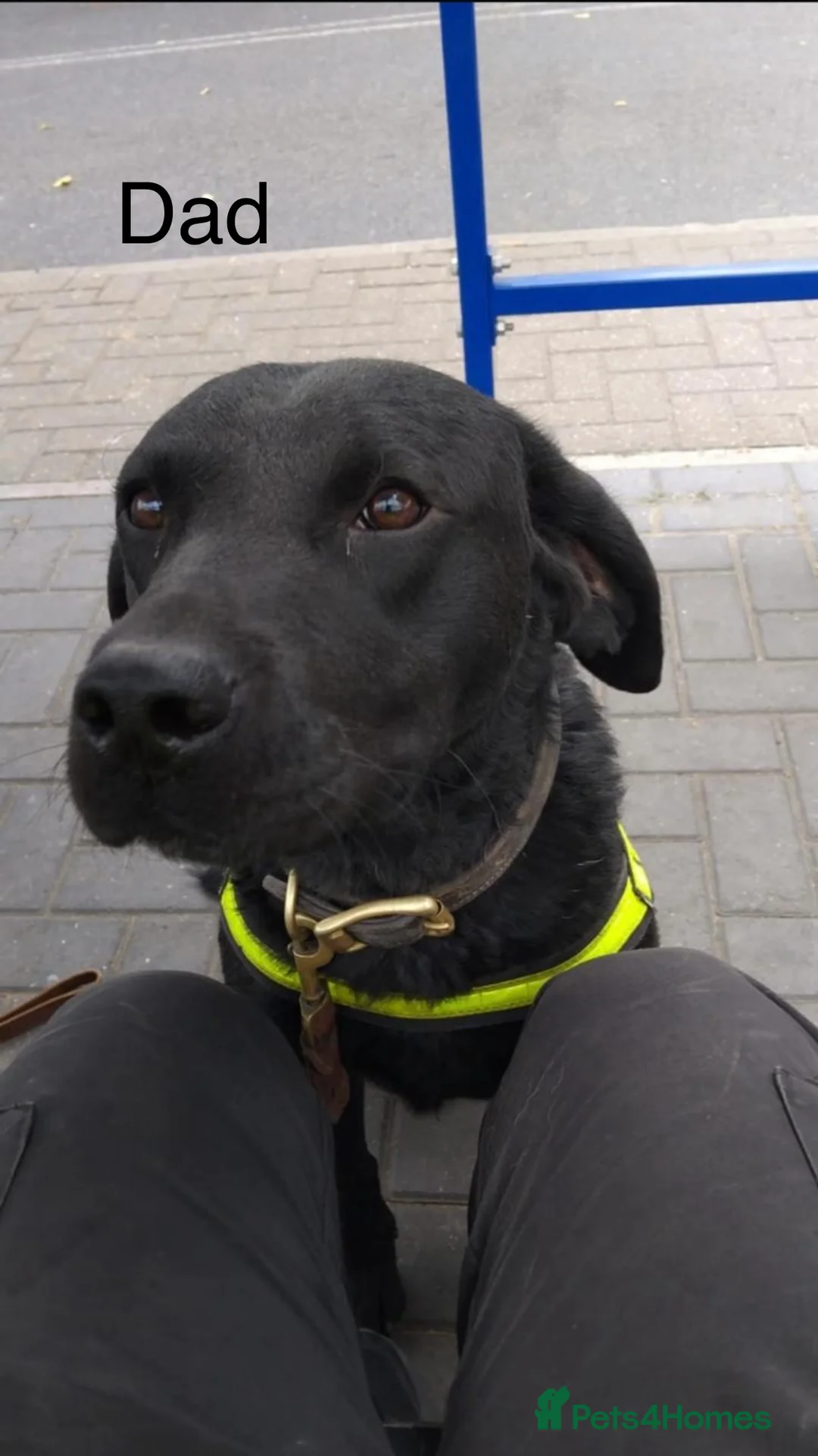 Labrador Retriever dogs for sale: KC Registered, Health Tested Labradors  - Advert 4