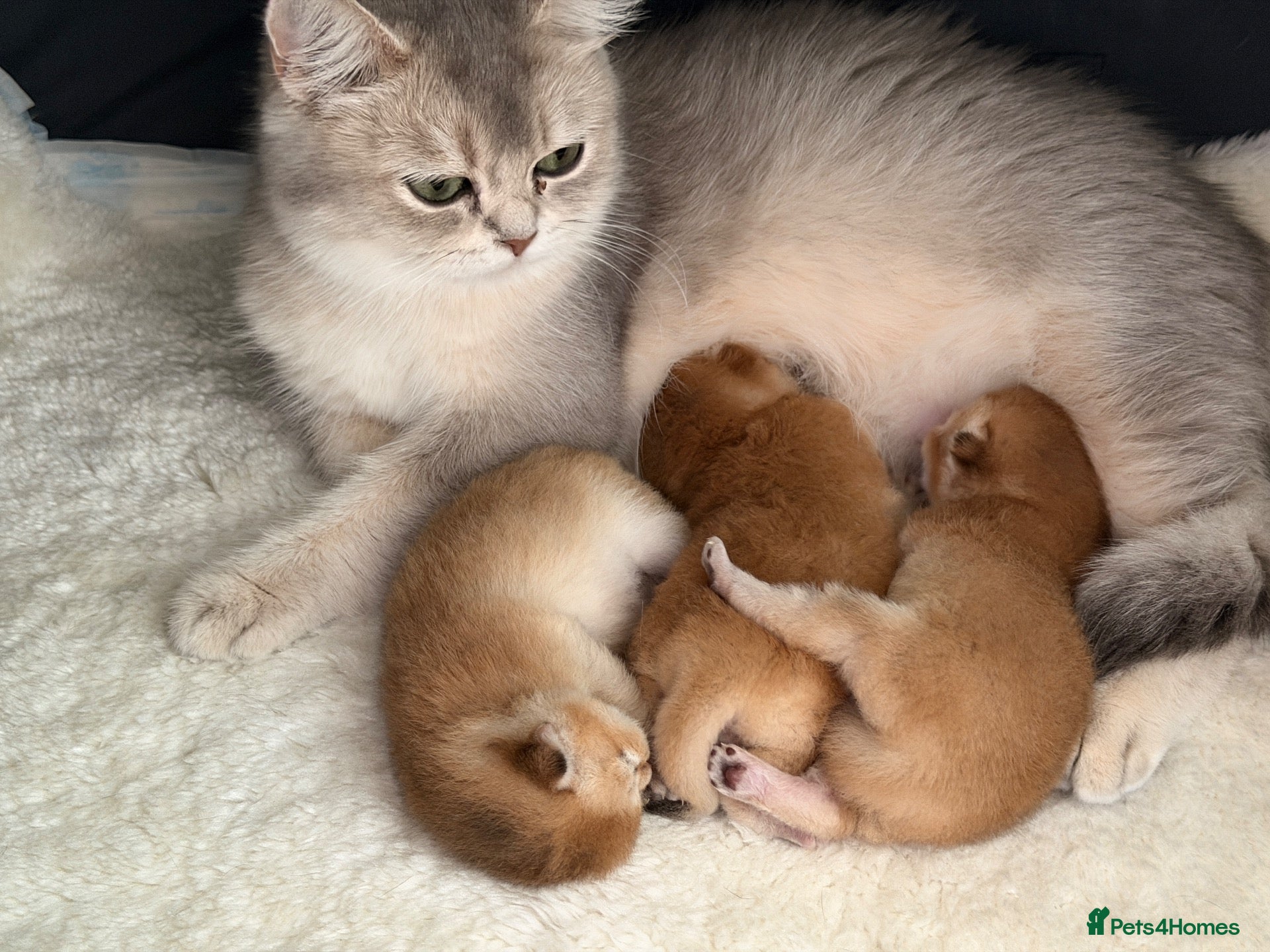 British Shorthair cats BSH golden kittens show quality TICA reg - Advert 2