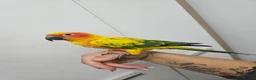 Conures birds for sale: Sun conure - Advert 3