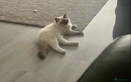 Ragdoll cats for sale: brother and sister ragdolls - Image 6
