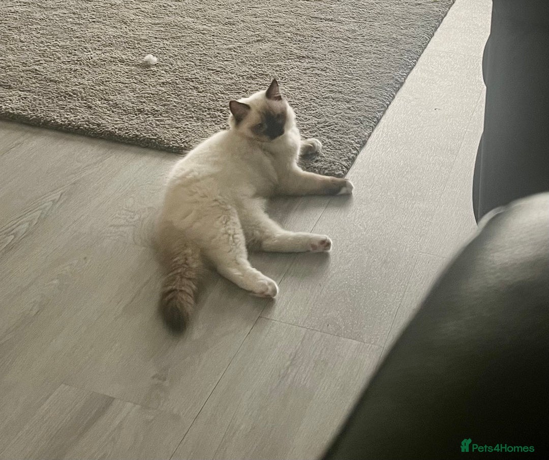 Ragdoll cats for sale: brother and sister ragdolls - Image 6