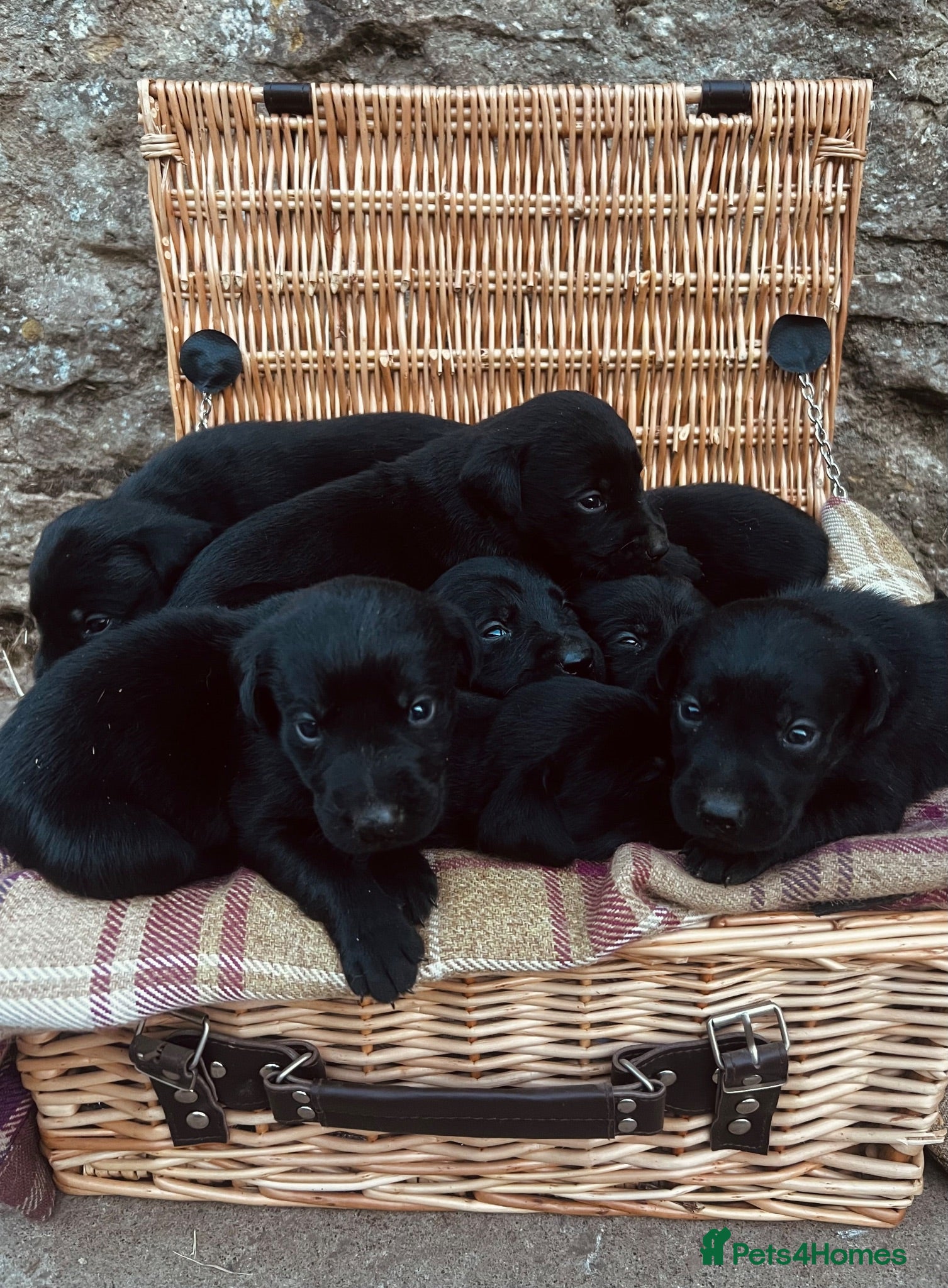 Labrador Retriever dogs Beautiful KC black Labrador puppies - Advert 2