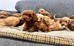Cockapoo dogs for sale: BEAUTIFUL F1B COCKAPOO PUPS - Image 15