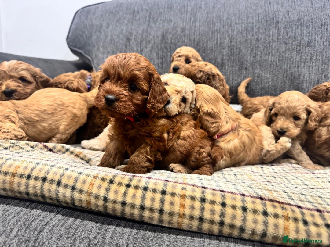 Cockapoo dogs for sale: BEAUTIFUL F1B COCKAPOO PUPS - Image 15