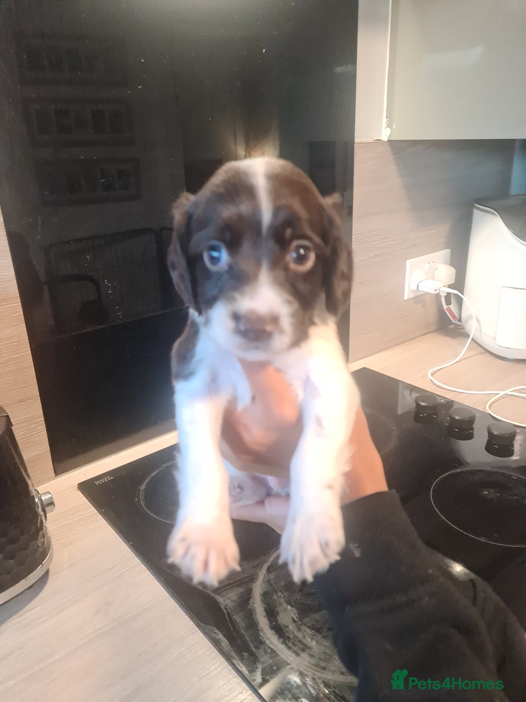 Cocker Spaniel dogs for sale: Cocker Spaniel  - Image 8