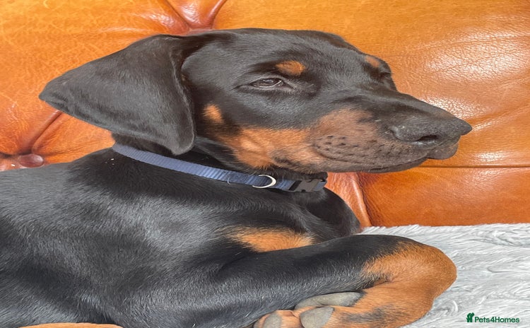 Dobermann dogs - Advert 6