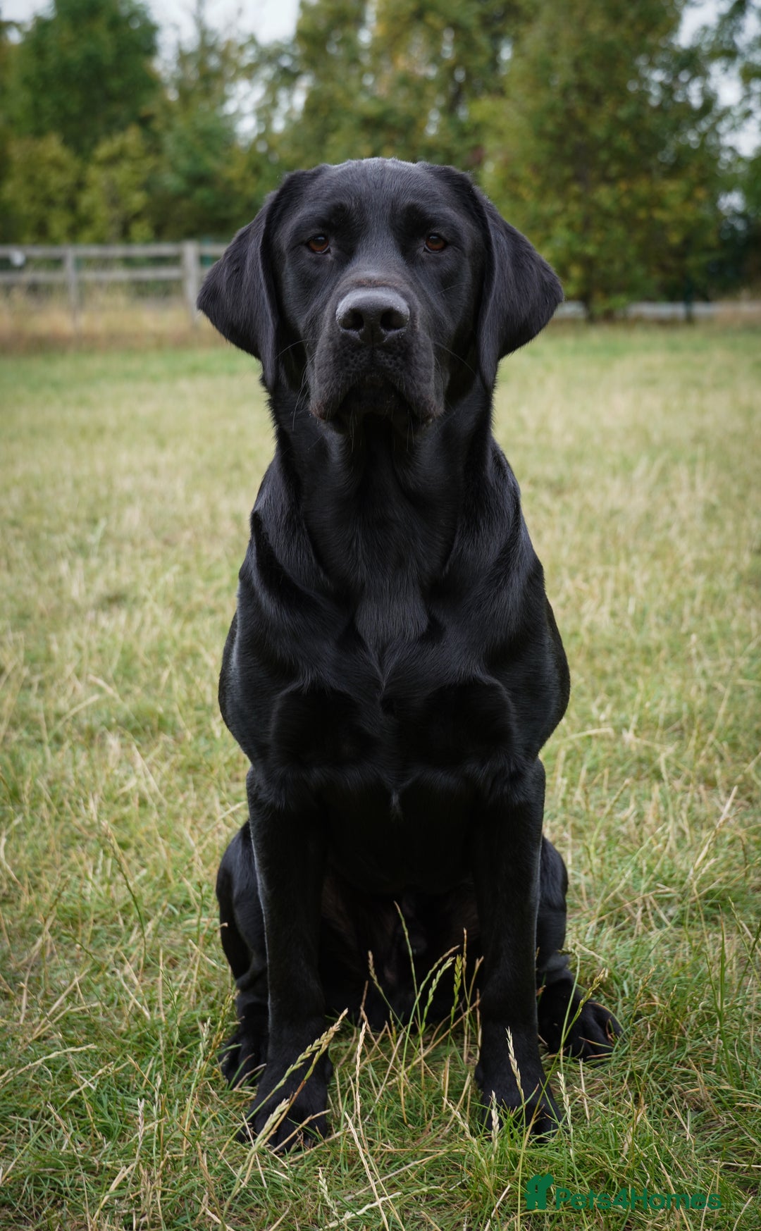 Labrador Retriever dogs for stud: Fully health tested, black carrying chocolate - Image 2