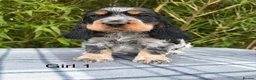 Cocker Spaniel dogs for sale: READY NOW😍 line quality show cockers - Advert 12