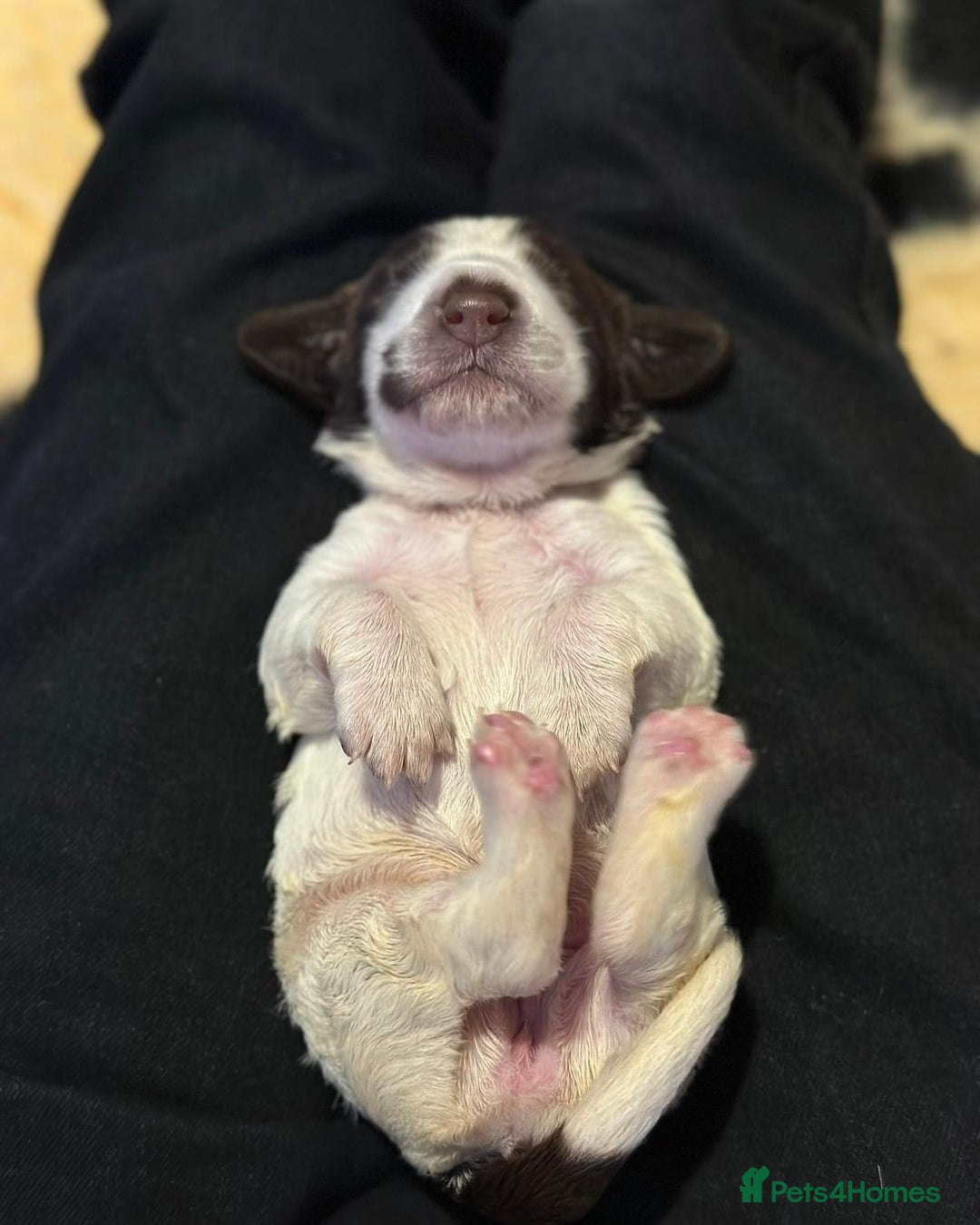 Field Spaniel dogs for sale: Raising Field Spaniel Puppies - Advert 6