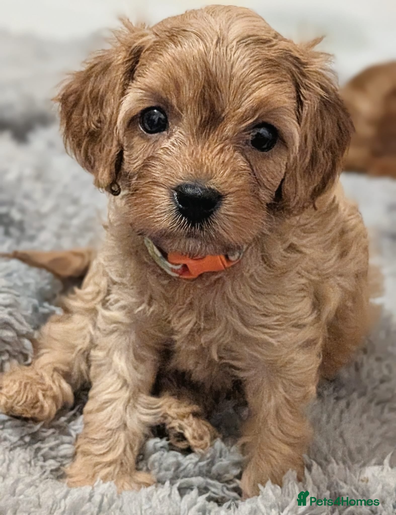 Cavapoo dogs TEDDY F1 CAVAPOO - extensively health tested - Advert 2