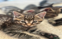 Mixed Breed cats for sale: 1 tabby kitten left! Ready now! - Image 4