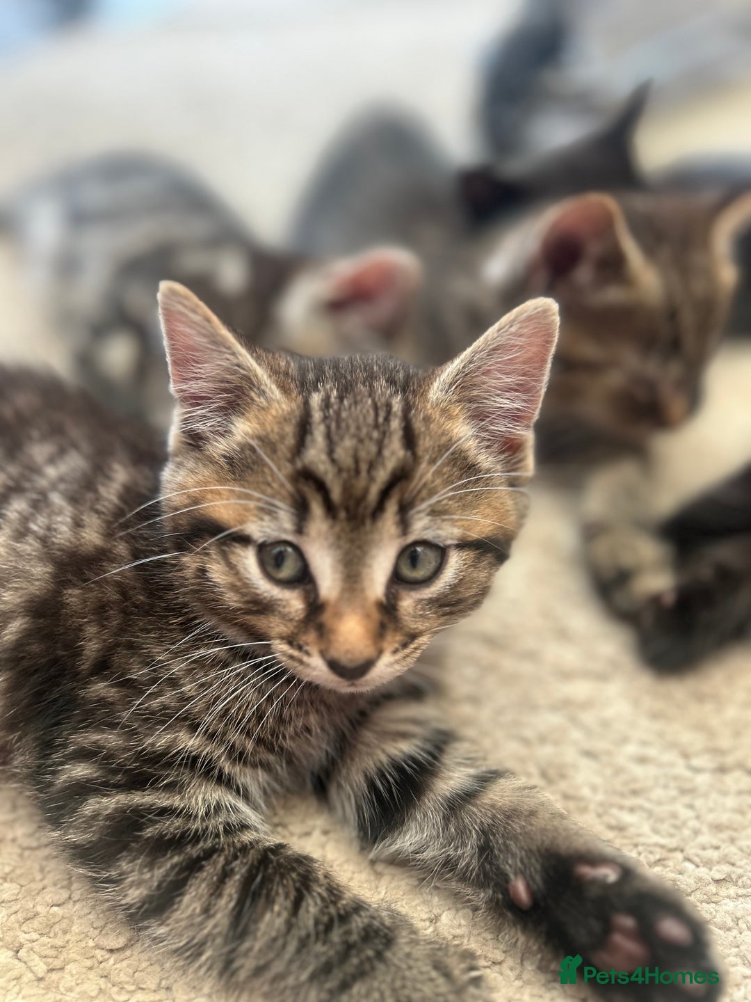 Mixed Breed cats for sale: 1 tabby kitten left! Ready now! - Image 4