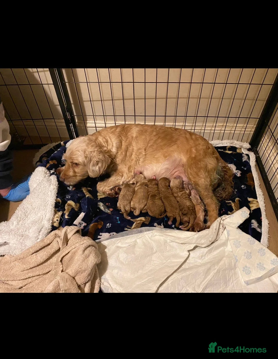 Cockapoo dogs for sale: Beautiful f1b cockapoo pups - Advert 2