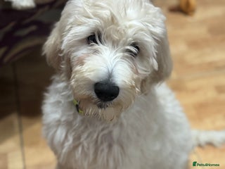 Goldendoodle dogs Golden doodle F1B stunning puppies - Advert 1