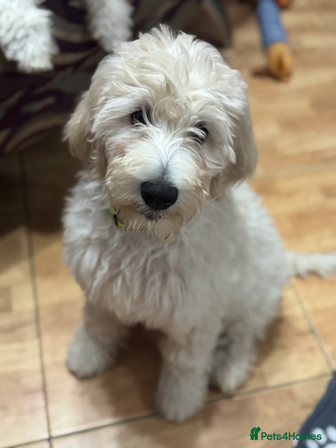 Goldendoodle dogs for sale: Golden doodle F1B stunning puppies  - Advert 21