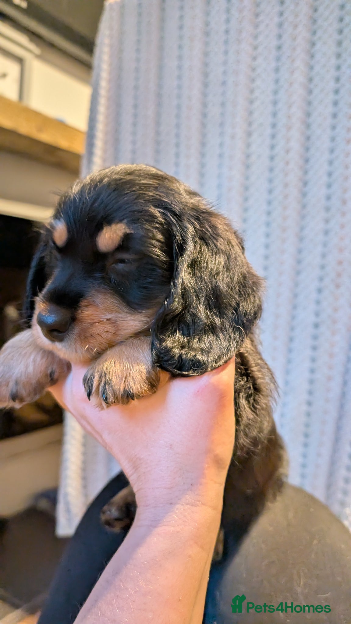 Mixed Breed dogs fluffy Daxiepoo, dachshund/cockapoo . Longhaired - Advert 2