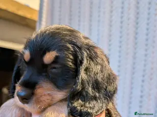 Mixed Breed dogs fluffy Daxiepoo, dachshund/cockapoo . Longhaired - Advert 2