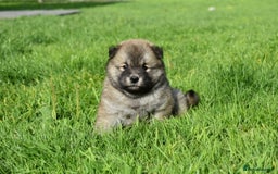Siberian Husky dogs for sale: Beautiful Chowski puppies  - Image 13