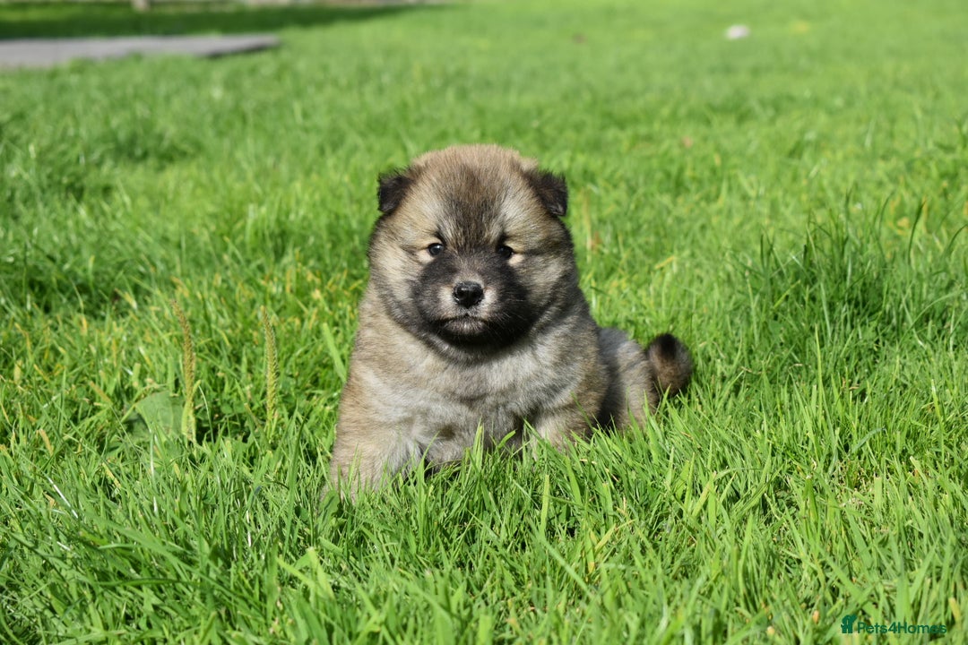 Siberian Husky dogs for sale: Beautiful Chowski puppies  - Image 13