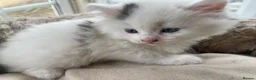 British Longhair cats for sale: Rear longhair male calico cat in Rochester - Advert 5