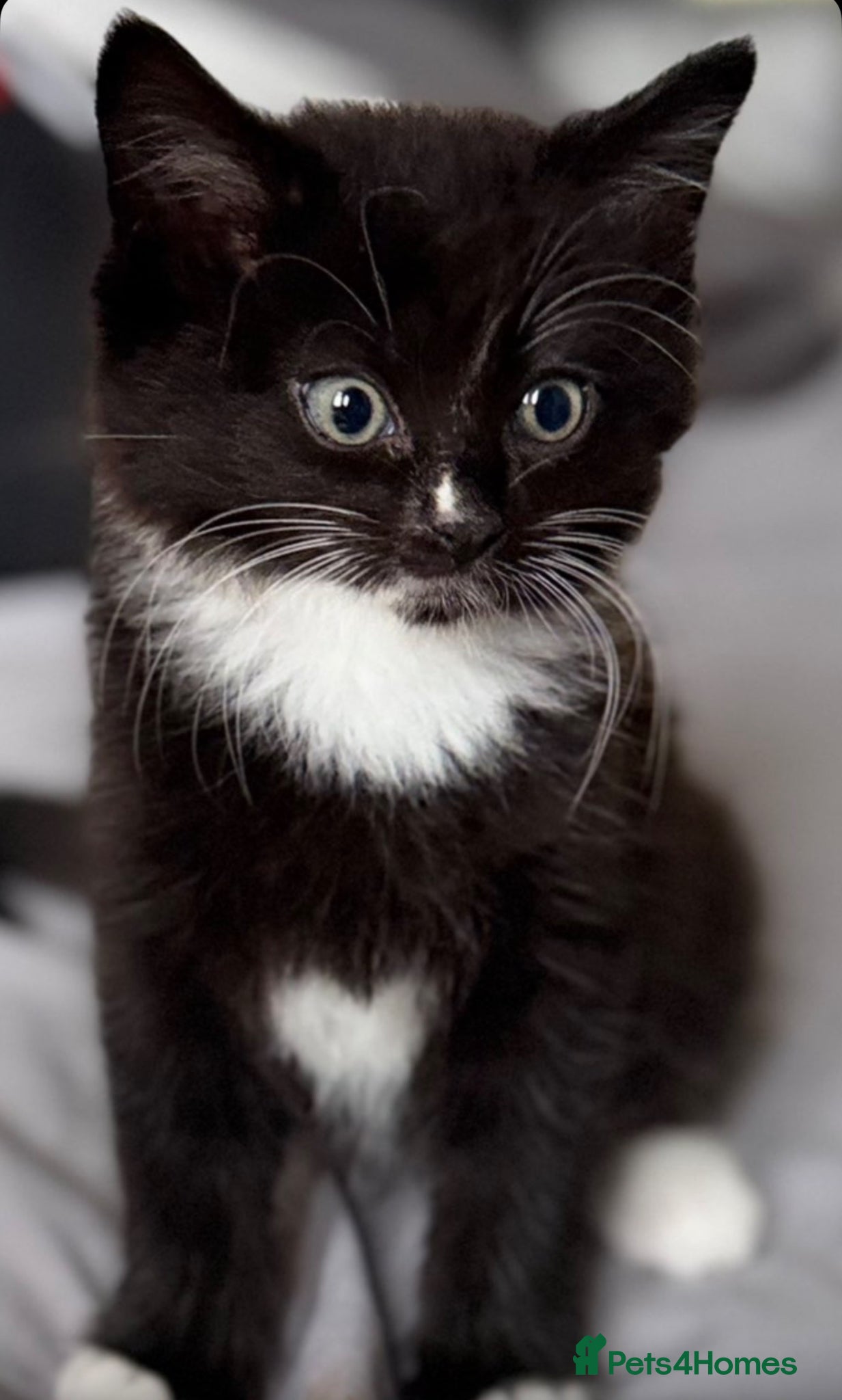 European cats for sale: £20-£50 kittens ready to go - Advert 8