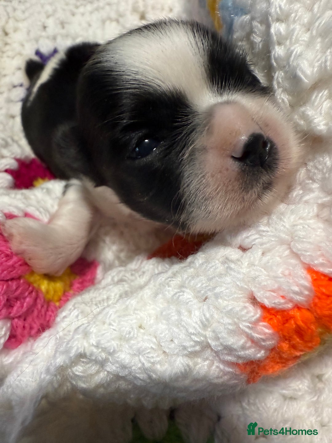 Shih Tzu dogs for sale: Super cute Shih tzu pups - Advert 6