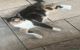 British Shorthair cats for sale: British short hair x - Image 7