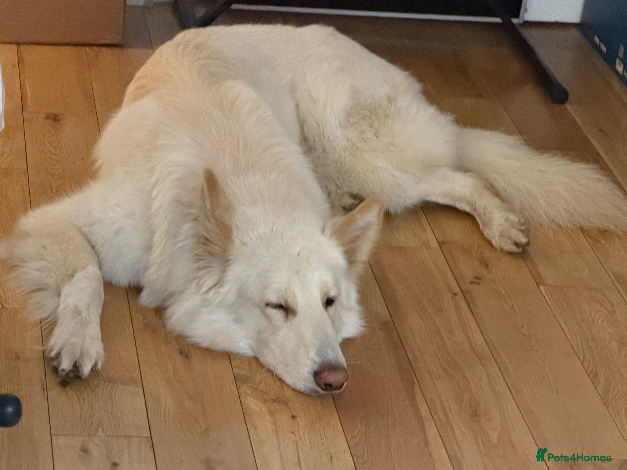 White Swiss Shepherd dogs 2.5 year old German /Swiss Shepherd for sale  - Advert 2