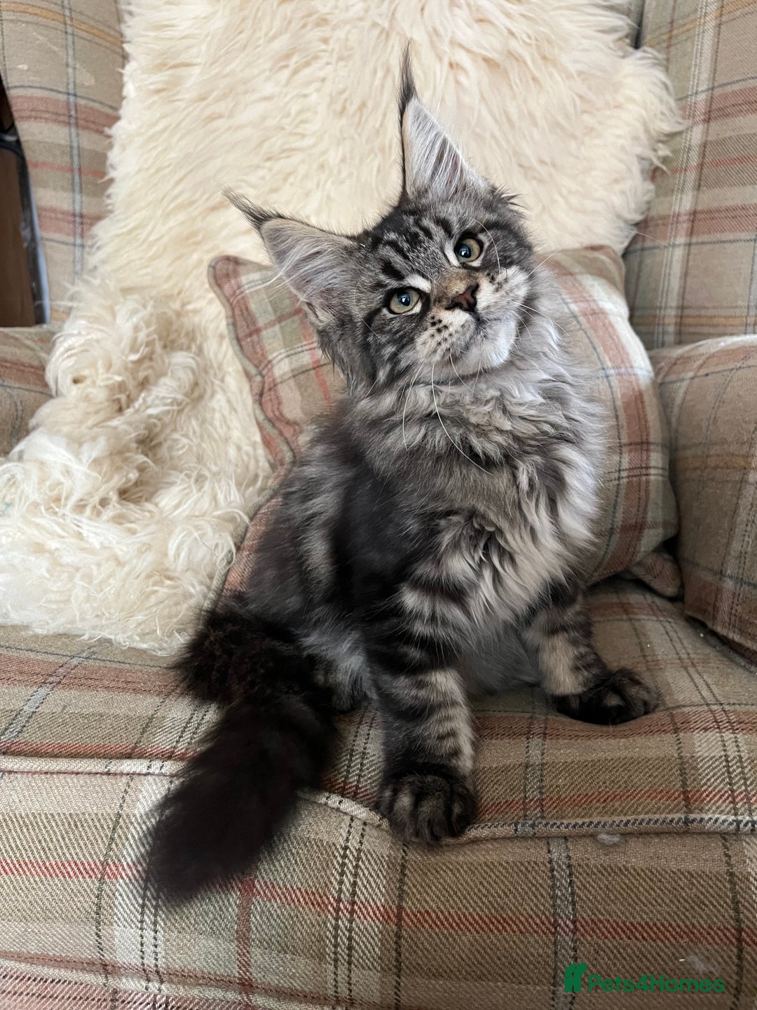 Maine Coon cats for sale: ⭐️Beautiful Maine Coon Kittens⭐️ - Image 10