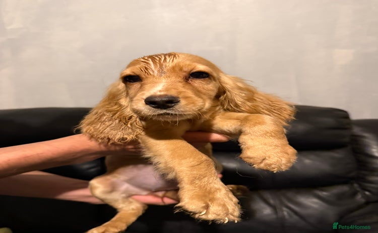 Cocker Spaniel dogs - Advert 1