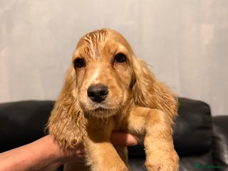 Cocker Spaniel dogs - Advert 3