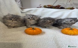 Persian cats for sale: Stunning chinchilla Persian kittens - Image 6