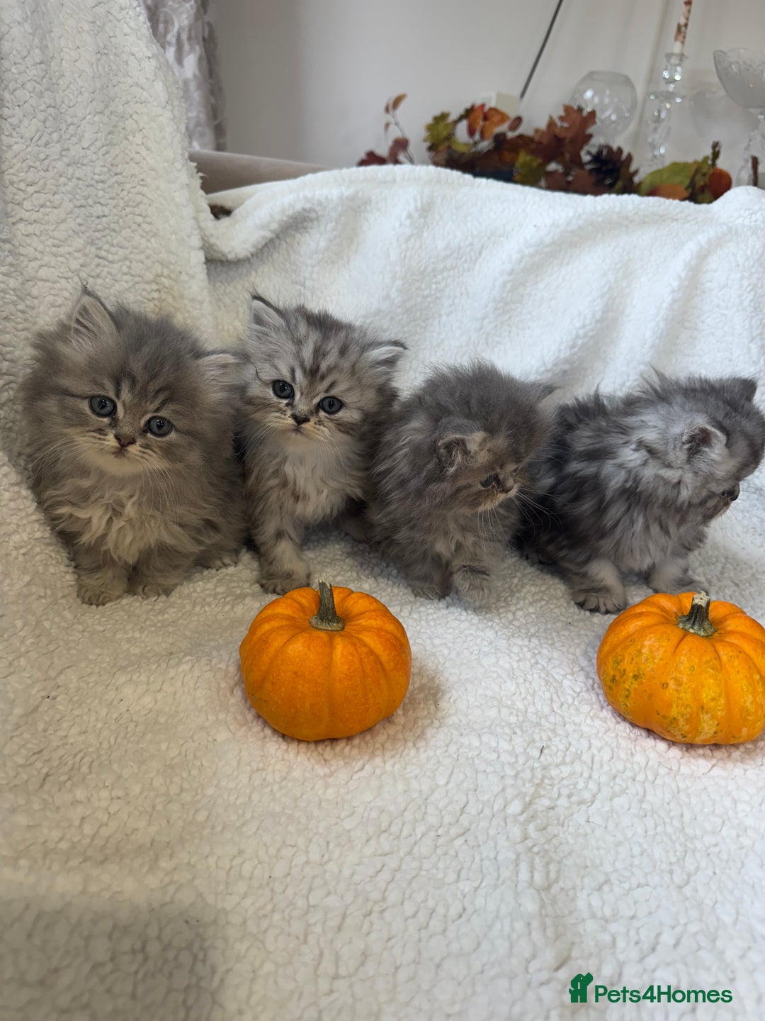Persian cats for sale: Stunning chinchilla Persian kittens - Image 6