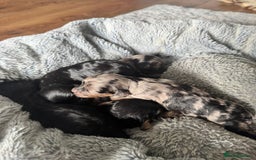 Cavapoo dogs for sale: ⭐ F1 Merle Cavapoos Extensively Health Tested⭐ - Image 6