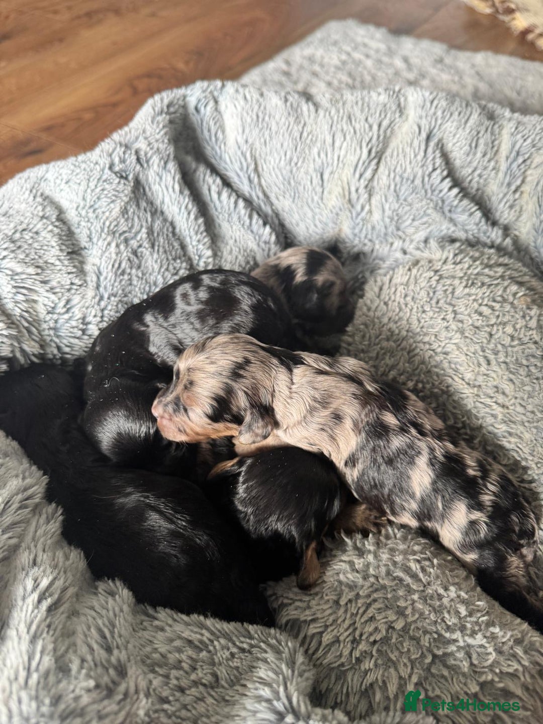 Cavapoo dogs for sale: ⭐ F1 Merle Cavapoos Extensively Health Tested⭐ - Image 6