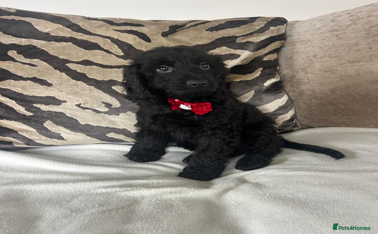 Cockapoo dogs - Advert 3