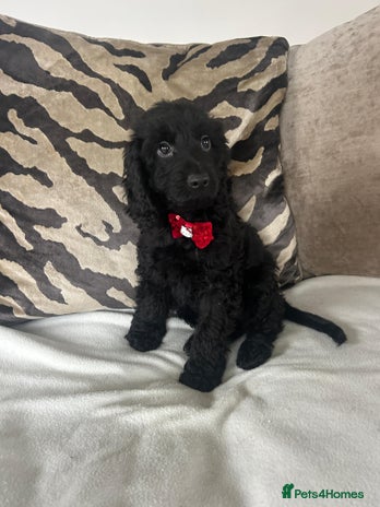 Cockapoo dogs - Advert 4