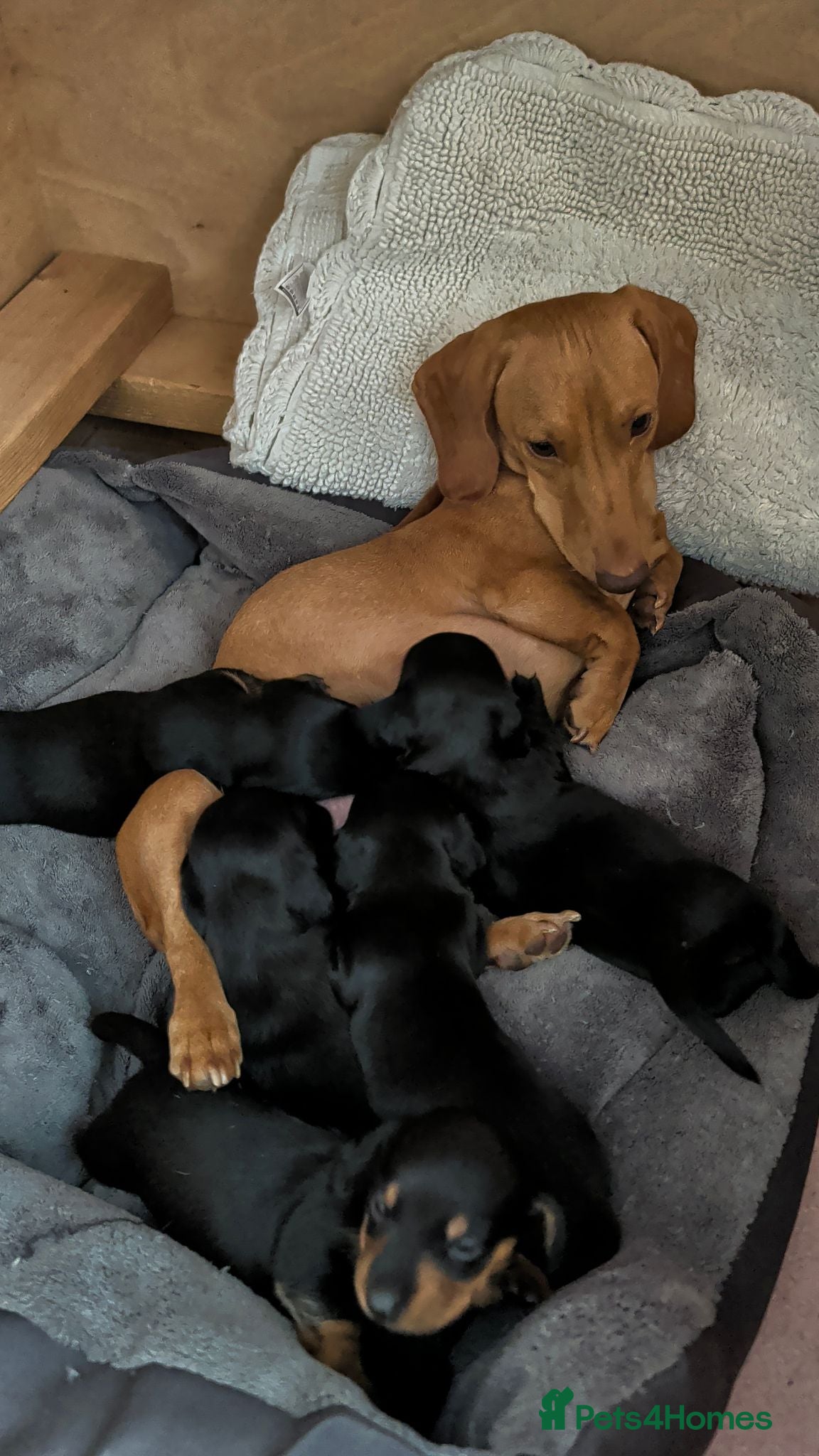 Miniature Dachshund dogs SOLID BLACK MINI DACHSHUNDS - Advert 1