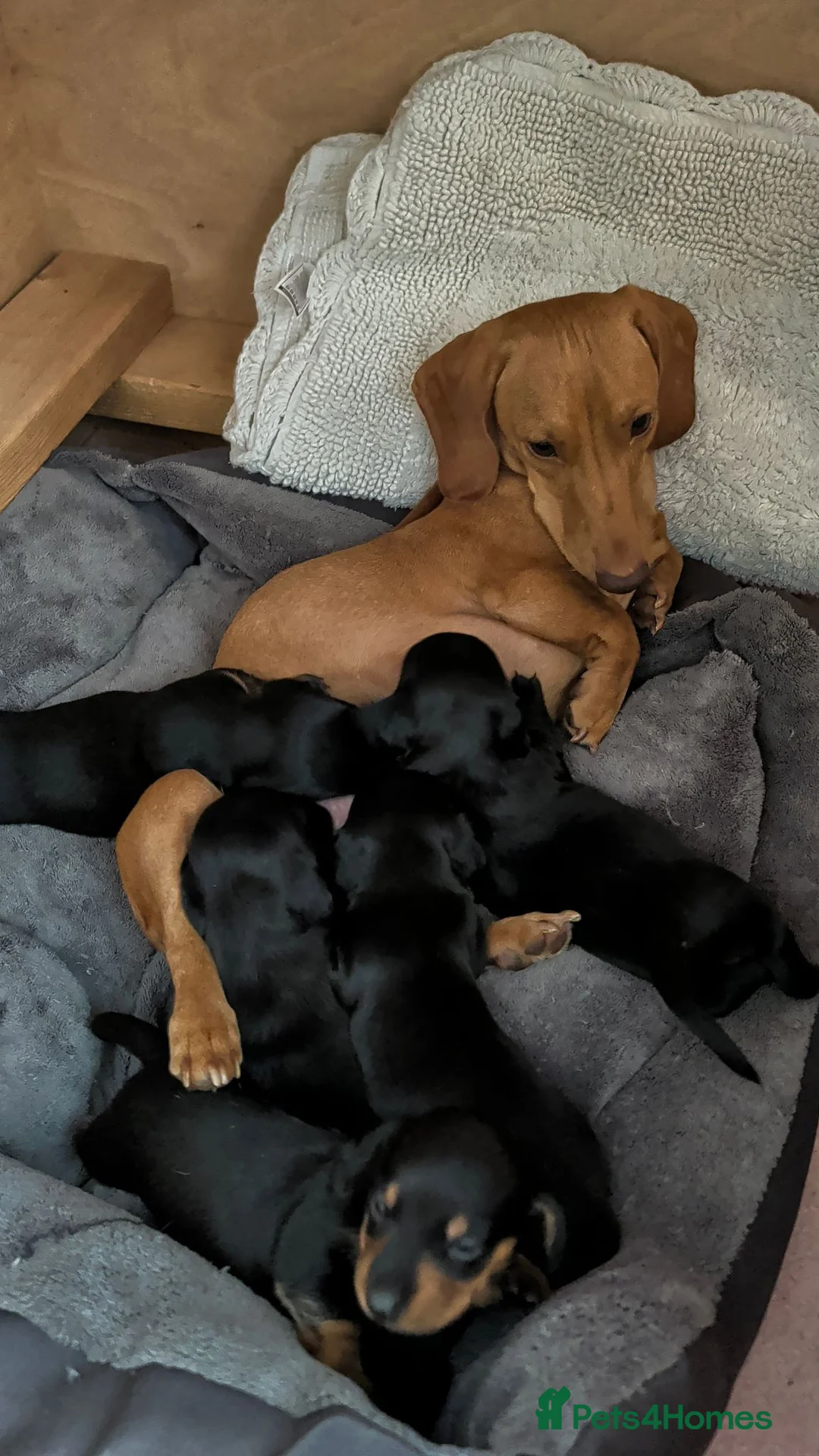 Miniature Dachshund dogs for sale: SOLID BLACK MINI DACHSHUNDS - Advert 1