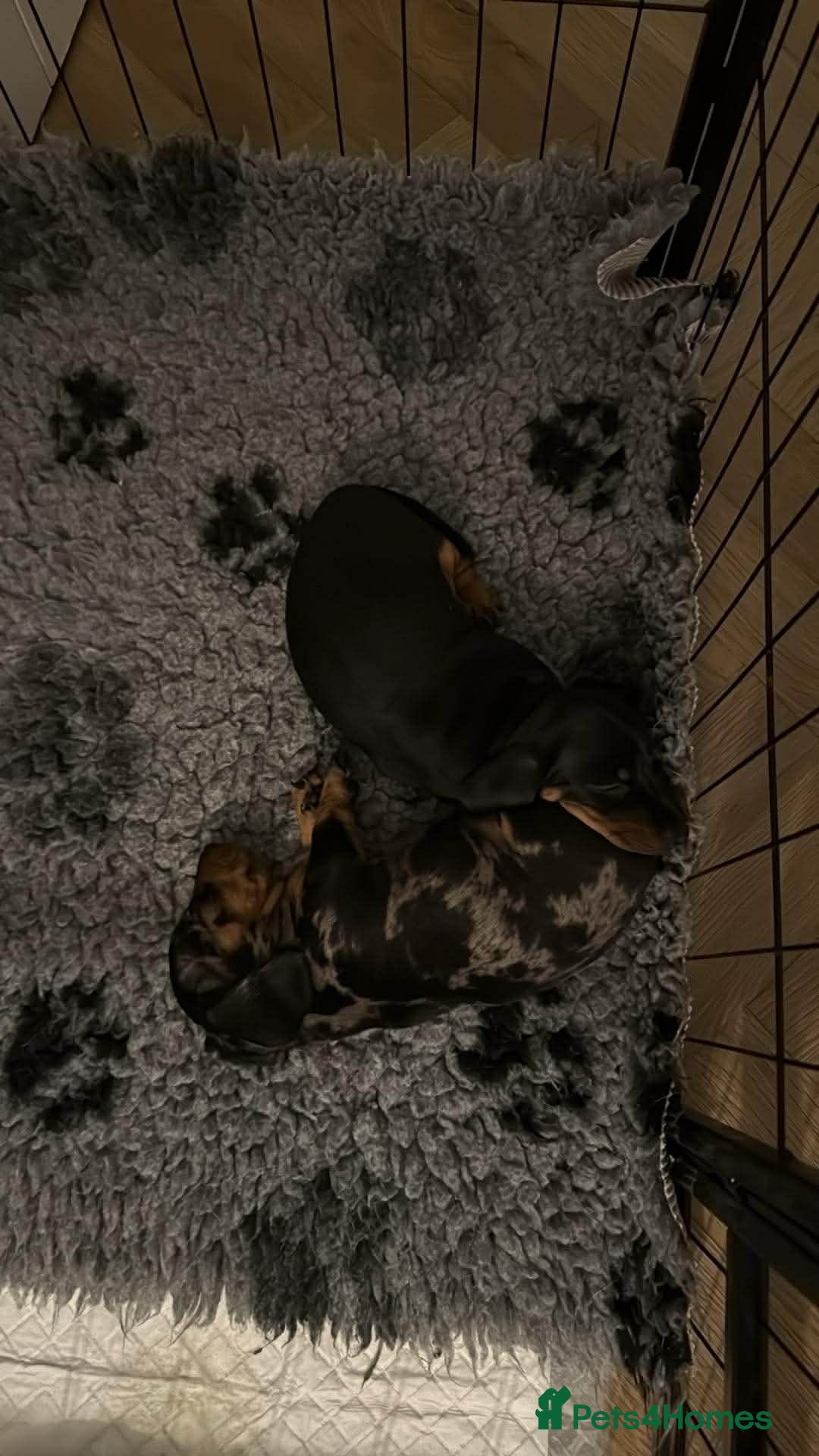Miniature Dachshund dogs for sale: Kc reg smooth haired miniature dachshund - Advert 12