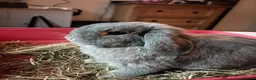 Mini Lop rabbits for sale: Grey Mini Lop Bunny in Maidenhead - Advert 3