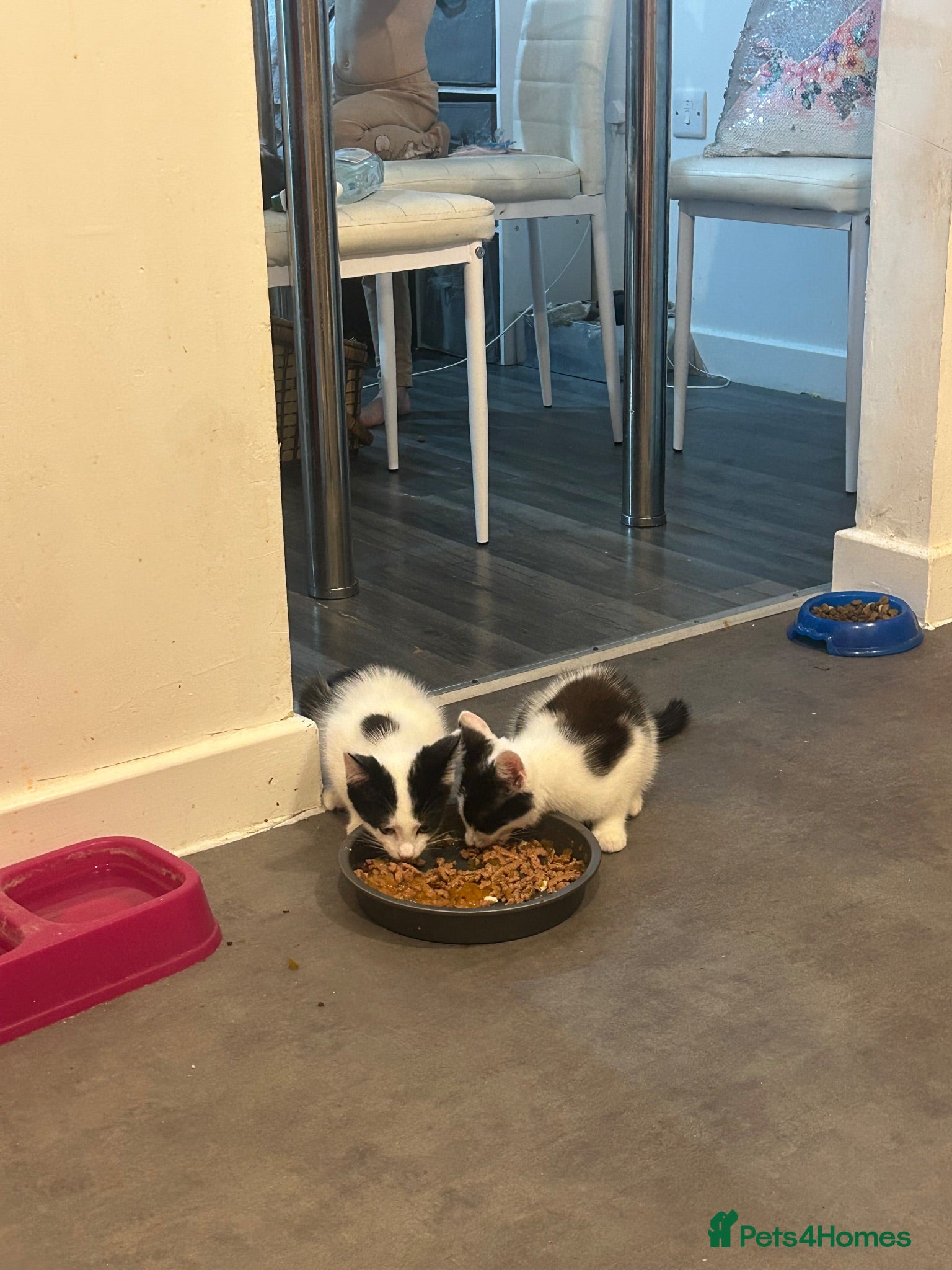 Mixed Breed cats 4 beautiful kittens for sale - Advert 1