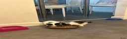 Mixed Breed cats for sale: 4 beautiful kittens for sale in Southampton - Advert 1